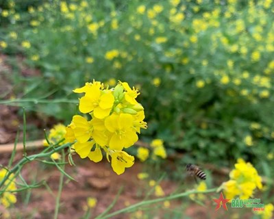 Gallery - 	Hoa đồng nội: Bình yên hoa đồng cỏ nội